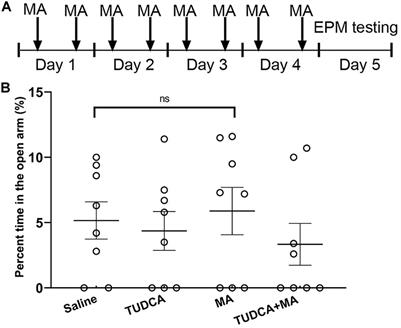 Methamphetamine Inhibits Long-Term Memory Acquisition and Synaptic Plasticity by Evoking Endoplasmic Reticulum Stress